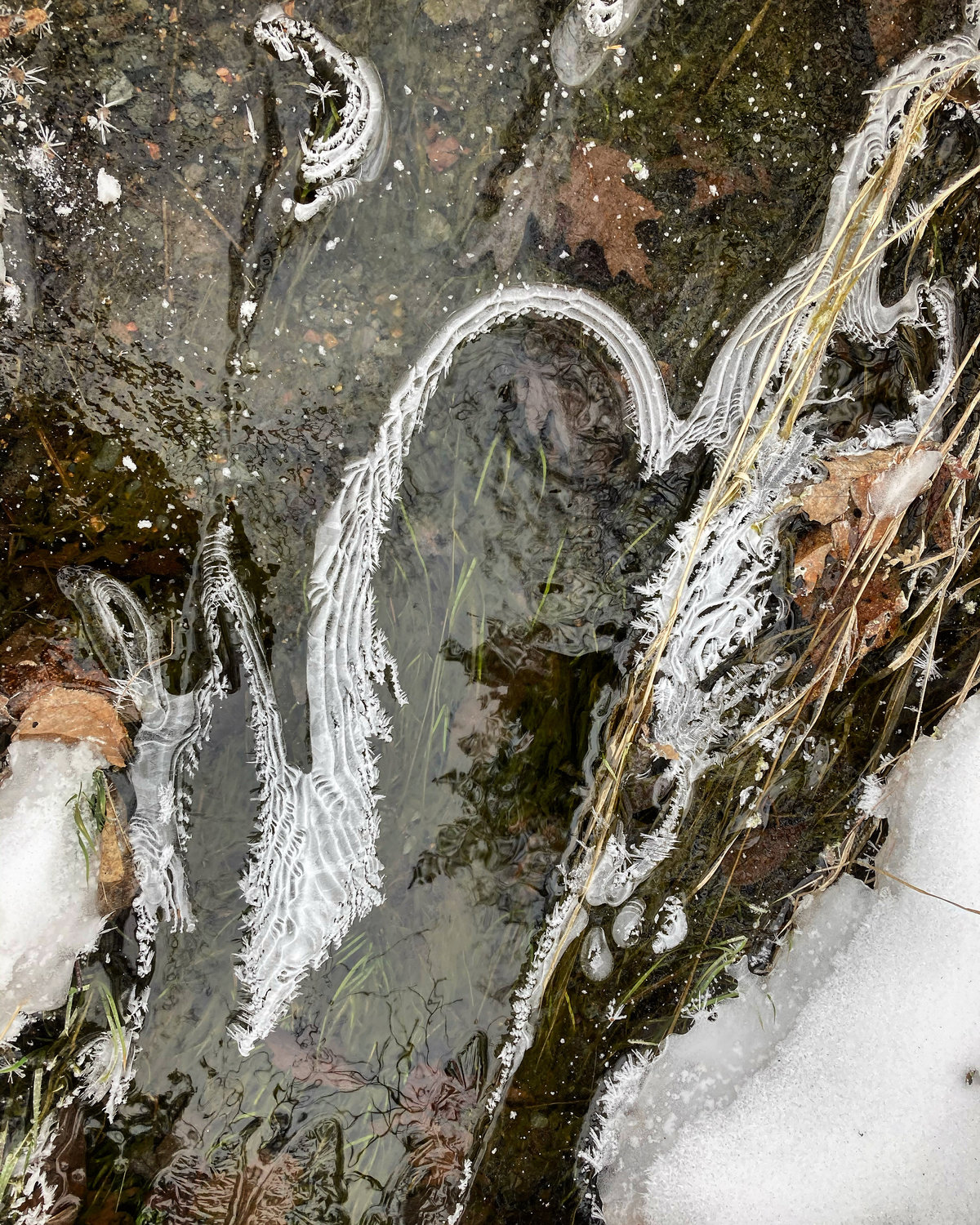 Watch for artful expressions of ice while taking a winter walk.
